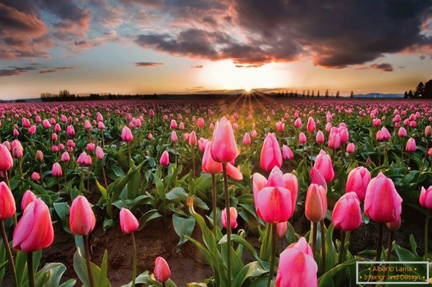 Jarní květinová pole v Holandsku