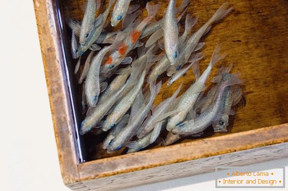Neobvyklé obrazy ryb od umělce Riusuke Fakeori