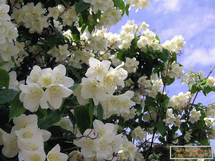 Jasmín je keř olivové rodiny s bílými hvězdicovitými květy. Původní krajina jasmínu je považována za Arabii a Východní Indii.