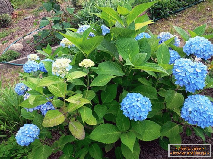 Hydrangea velkolistá Bloom Star s modrými květy.