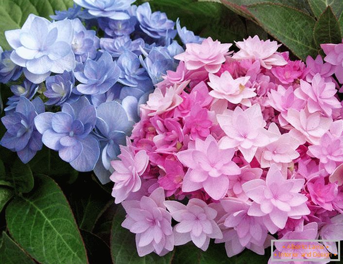 Semi-dvojité květiny Hydrangey Blushing Bride Endless Summer.