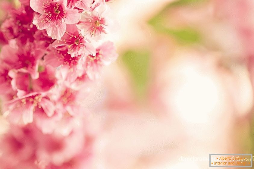 Barevné fotografie růžových květin