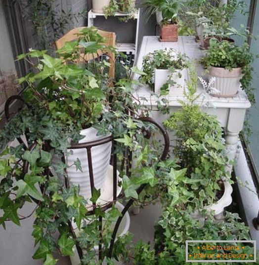 Malá zahrada на маленьком балконе