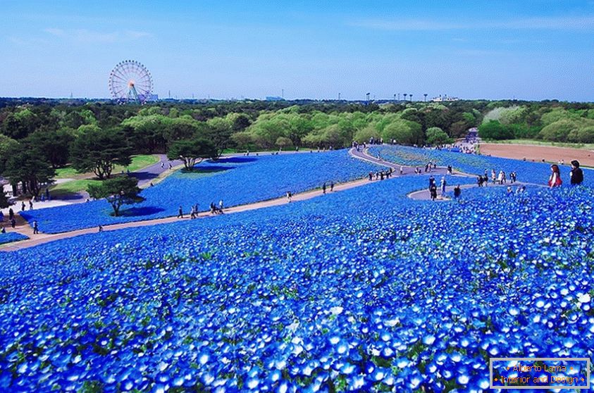 Fascinující květinové pole v japonském parku