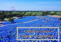 Hypnotické modré pole v Hitachi-Seaside Park, Japonsko