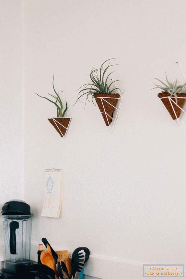 Rostliny na zdi