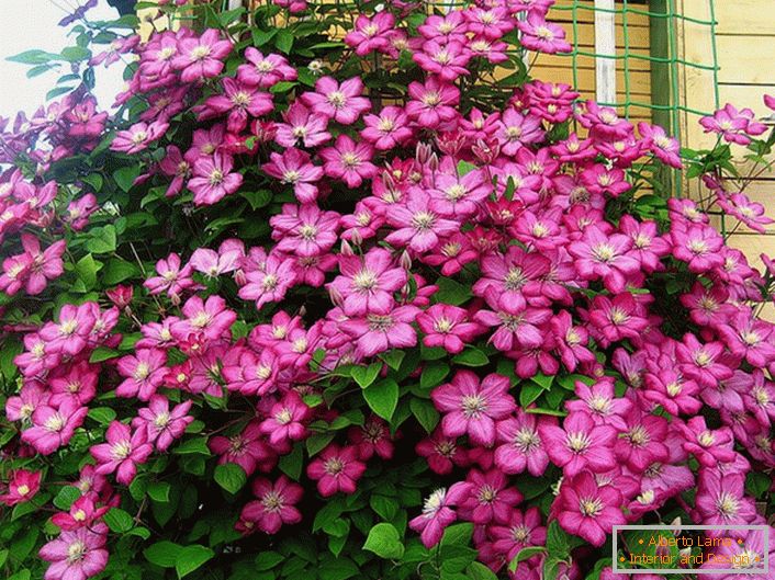 Clematis jasně růžová barva zdobí roh vily. Oblíbená květina moderních letních obyvatel. 