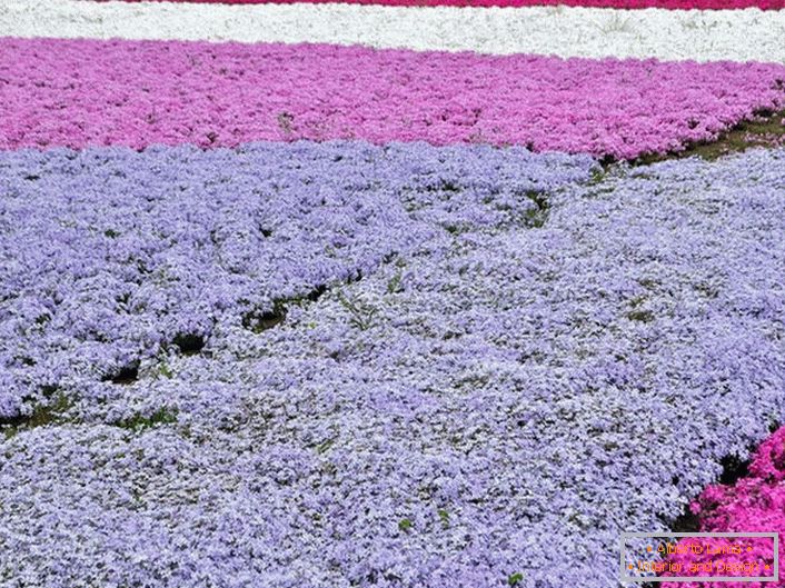 Oblíbenou variantou registrace osobního pozemku jsou koberce z phloxu. Současně lze pro složení kompozice použít květenství různých barev.