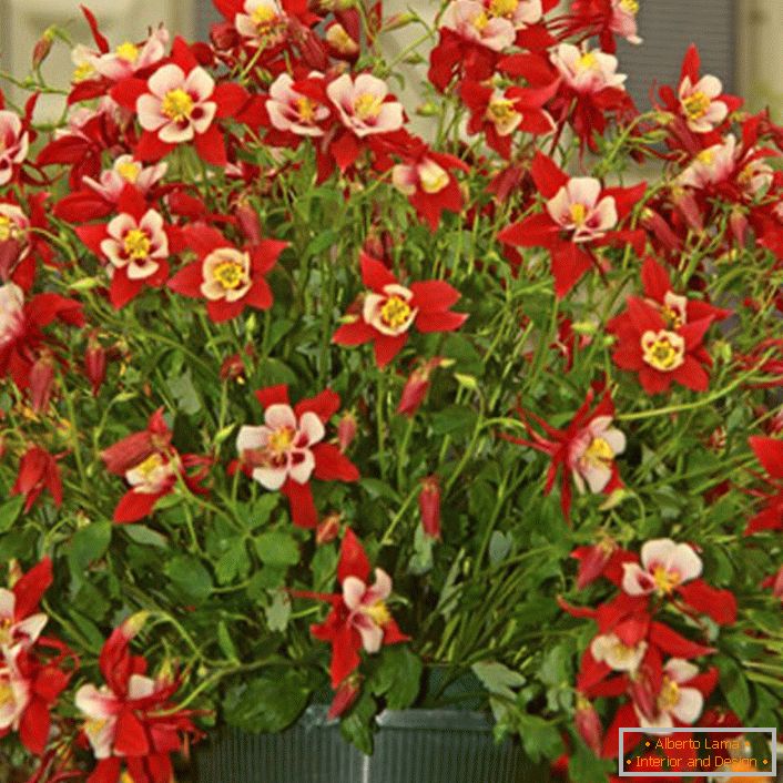 červené květy aquilegia