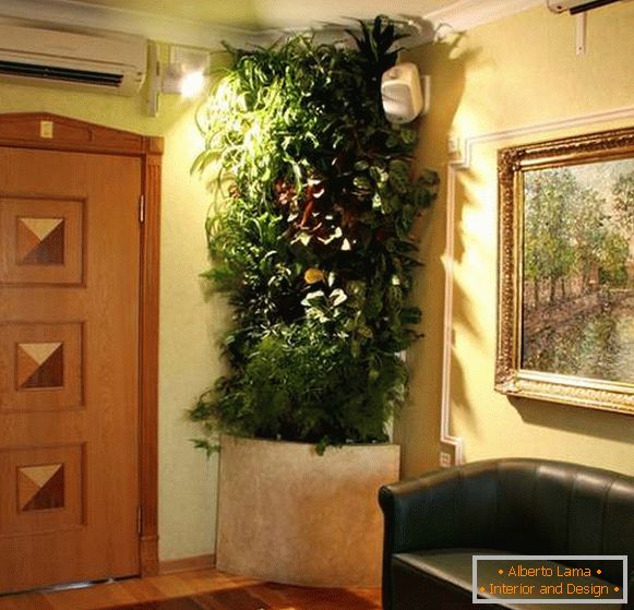 původní pokojové rostliny v interiéru chodby, foto 11