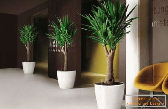 vnitřní rostliny v interiéru bytu, foto 2