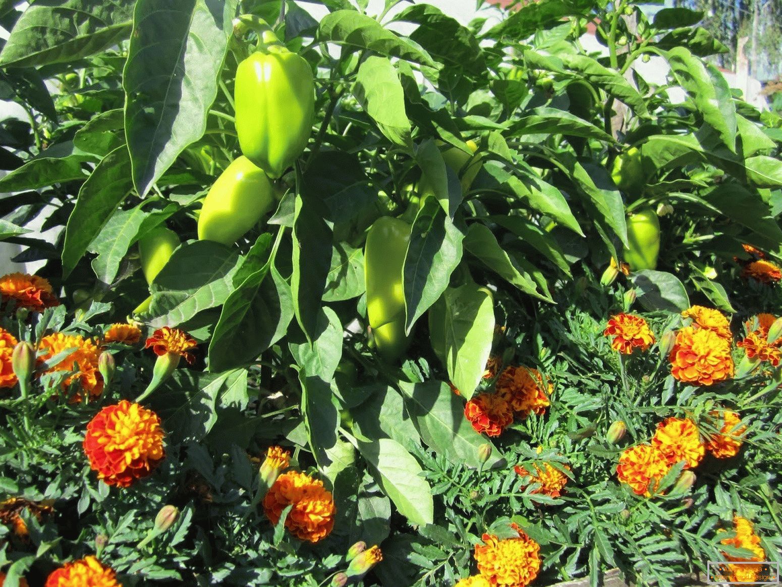 Marigolds chrání rostliny před škůdci