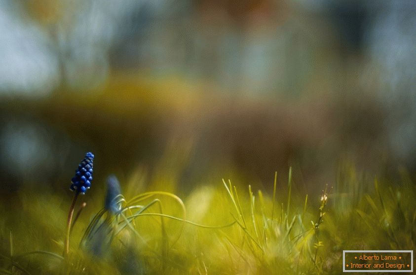 Makro fotografování přírody