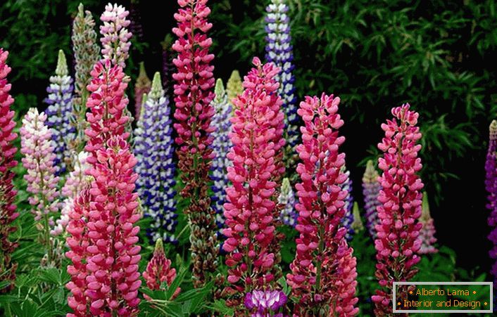 V jedné krajinné kompozici jsou květy lupiny různých barev organicky spojeny. 