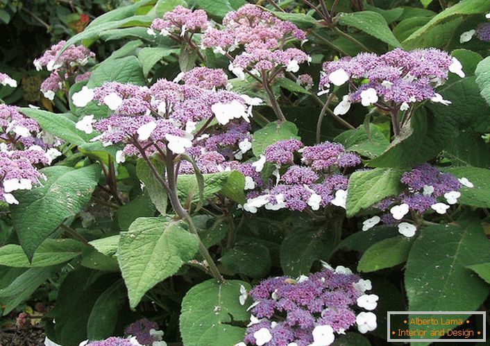 Hortenzie hrubá - ornamentace sbírek domácích zahradníků.