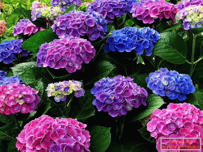 Vícebarevná květenství hortenzie. Modré, růžové, fialové květiny se harmonicky vzájemně prolínají.