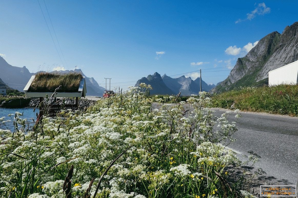 Krásné květinové pole v Norsku