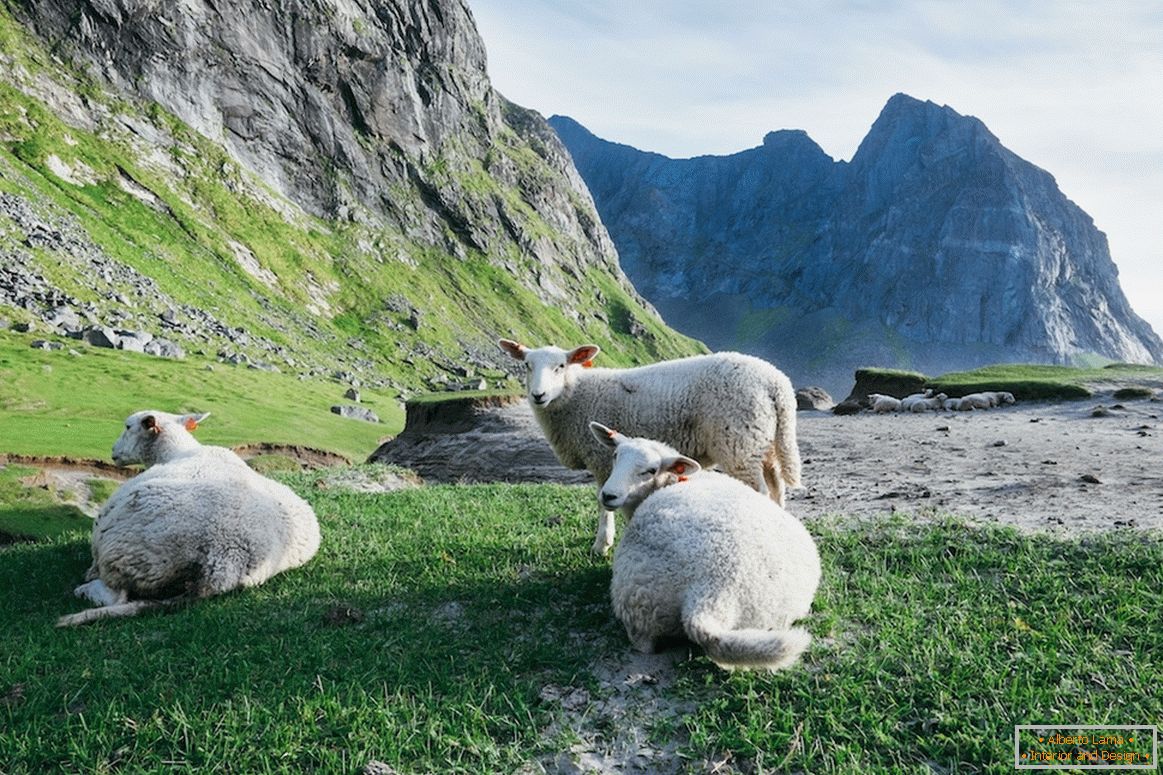 Stádo ovcí v norských horách