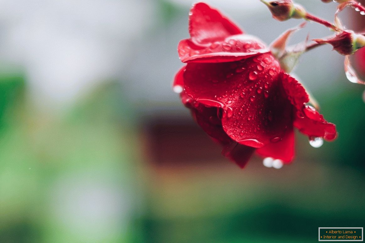 Růže po dešti