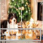 Pes na vánoční stromeček na zácloně