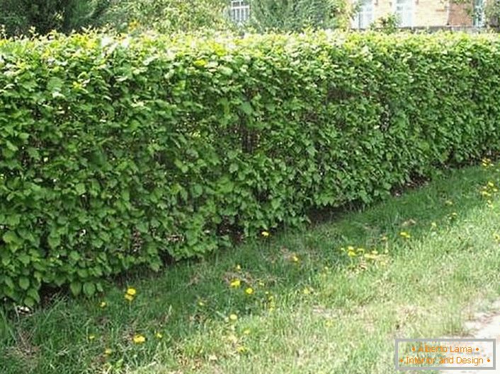 Pro vytvoření přírodního živého plotu se používají spirála (tavolga), kurilový čaj (cattail), borůvka a dogrose.