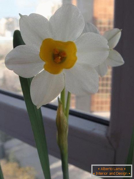 Květina Narcisu
