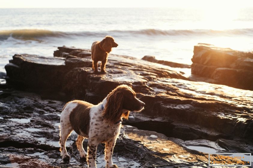 Psi na pobřeží