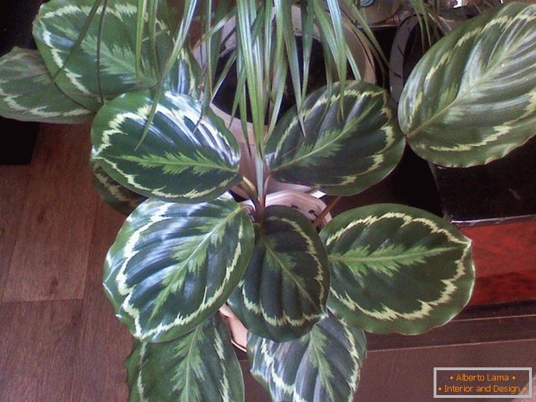 Populární tropické Kalatei rostliny rodiny maranthocks. Milovníci exotických pokojových rostlin přitahují velké zelené listy bizarních forem. Ozdoba barvy listů je vyjádřena bílou, červenou, žlutou kresbou. Na výkresech uhádl chvost pánev nebo teplo ptáka.