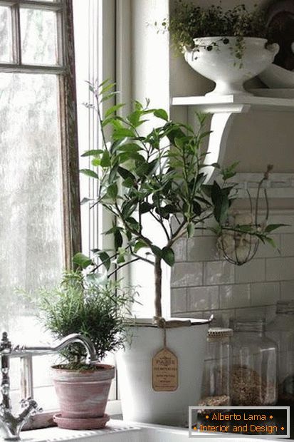Rostliny v interiéru kuchyně