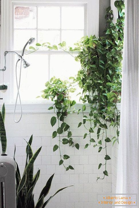 Rostliny v designu koupelny