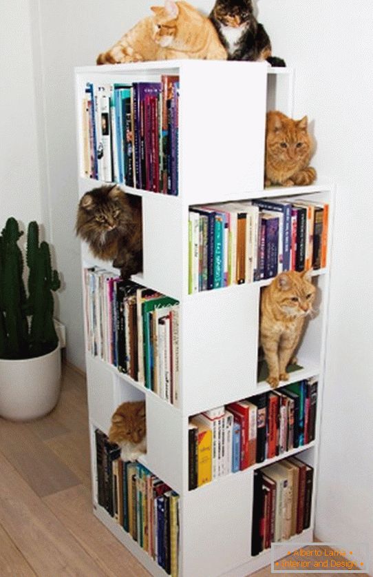 Regály pro kočky в книжном стеллаже