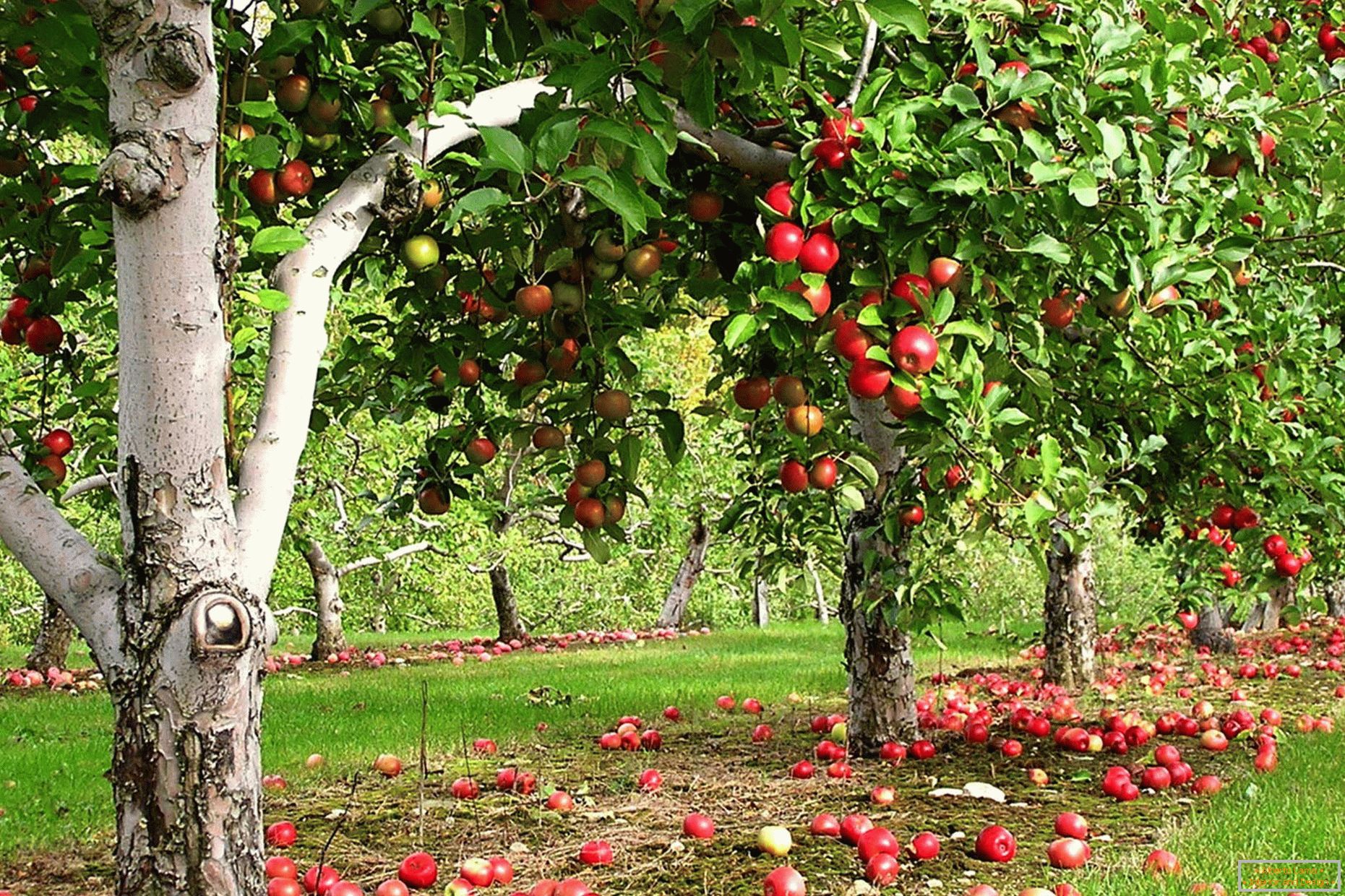 Jablková zahrada v zemi