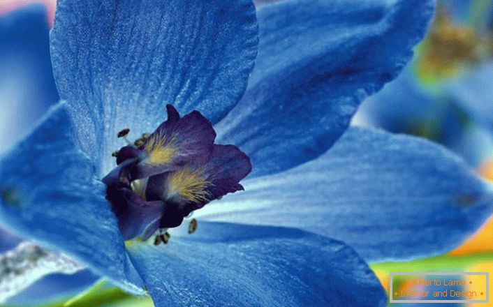 Delphinium flower closeup