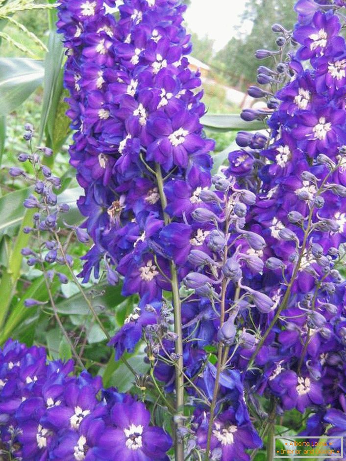 Krásné květiny Delphinium