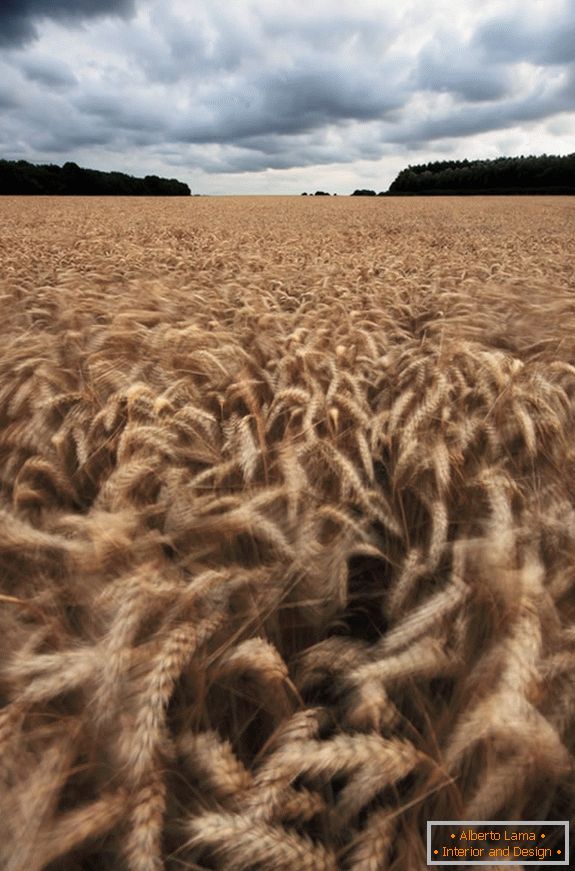 Zataženo po pšeničném poli