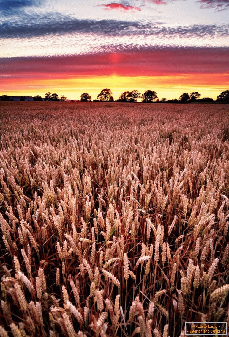 Закат на пшеничном поле, фотограф Joe Daniel Cena
