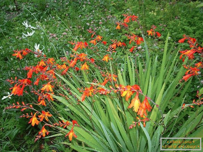 Japonský gladiolus vyžaduje zavlažování jednou týdně během vegetačního období a čisté uvolnění půdy.