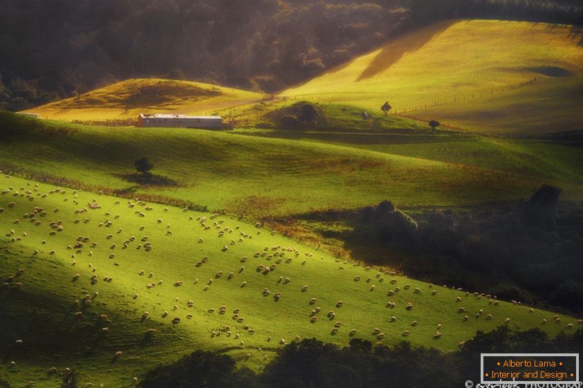 Krajina Nového Zélandu Dylan Toh