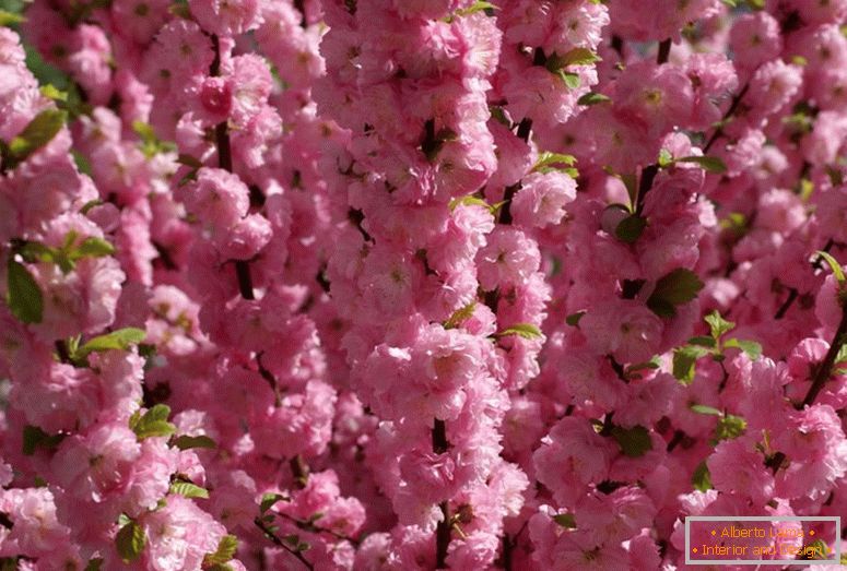 Křupavé mandle označují krásné kvetení. Mandlově růžová pěna se třemi laloky.
