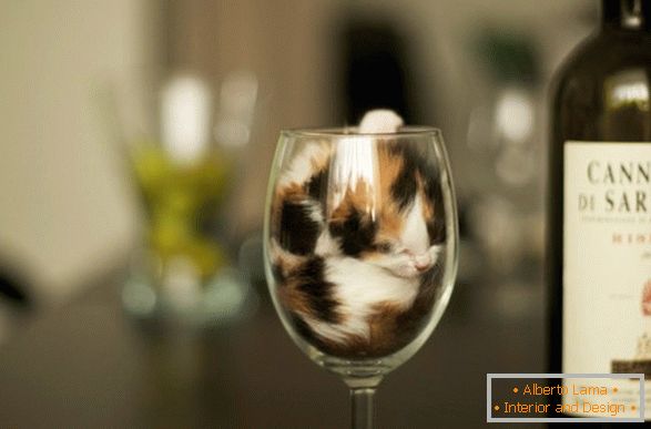 Kotě ve sklenici vína