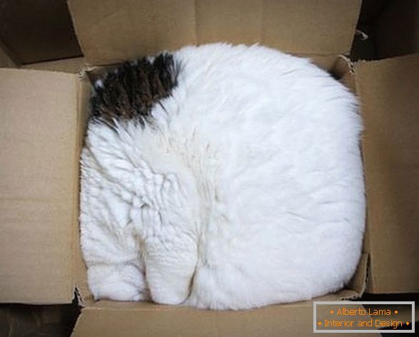 Kočka v kartonové krabici