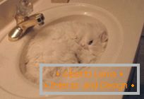10 Důkaz, že kočky jsou tekuté