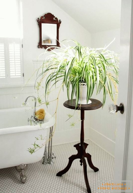Koupelnová výzdoba s vnitřními rostlinami