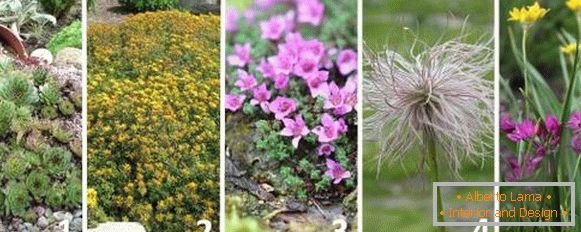 Nejlepší rostliny pro alpský snímek - fotky a jména