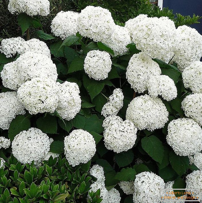 Hortensia bush s velkými kulatými bílými sněhově bílými pupeny u vchodu do domu.