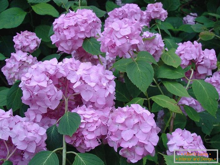 Bledě fialové květiny hortenzie jsou velké listy zdobení jakékoliv zahrady.