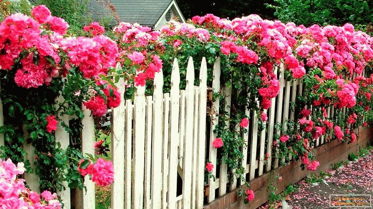 Bílý dřevěný plot