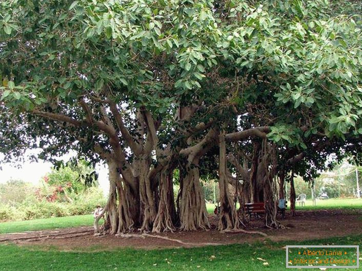 Bengálský fikus je strom z rodiny Tutov, roste v teplých zemích Indie, Thajska, Srí Lanky, Bangladéše. Za příznivých podmínek, nebo člověka, bengálský fikus dosahuje obrovských rozměrů kvůli klesajícím vzdušným kořenům z vodorovných kmenů stromu. Kořeny klesají, a pokud se nehromadí, udeří se strom, aby se rozšířil do šířky. Obvod koruny takového stromu může dosáhnout 600 metrů.