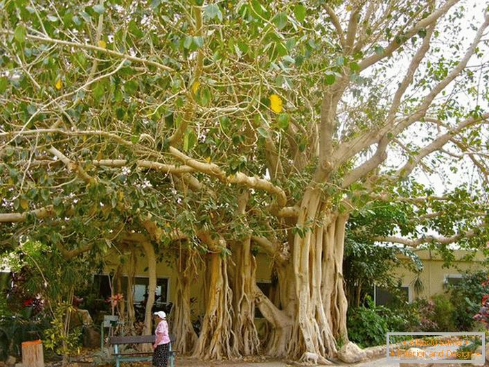 V Thajsku je fikus považován za posvátný strom a jako symbol je zobrazen na pažích země.