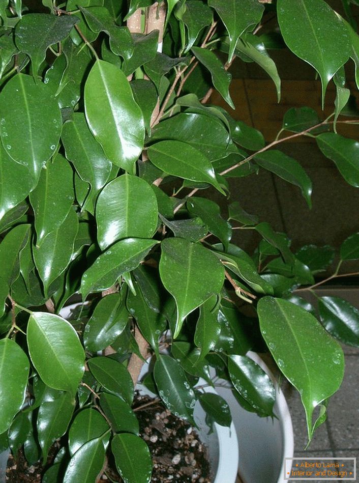 Ficus Benjamin. Pestrá rostlina, ze které milovníci pečlivě tvoří bonsai (umění pěstování trpasličích stromů pro dekorativní účely).